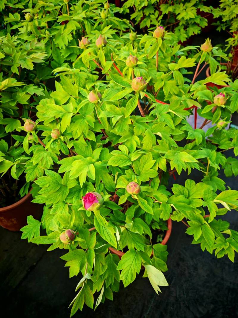 牡丹是我们的国花，预示富贵，吉祥！