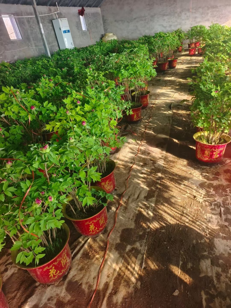 牡丹是我们的国花，预示富贵，吉祥！