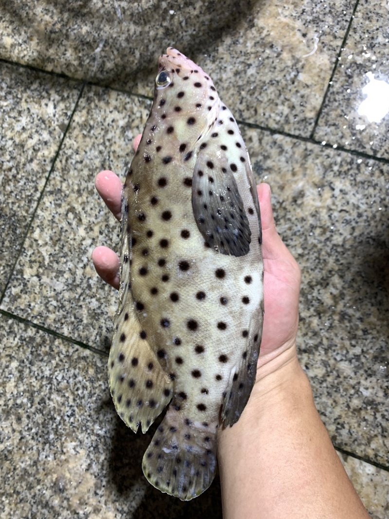 老鼠斑+各种规格+老鼠斑+各种规格+各种规格+老鼠斑++