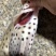 老鼠斑+各种规格+老鼠斑+各种规格+各种规格+老鼠斑++