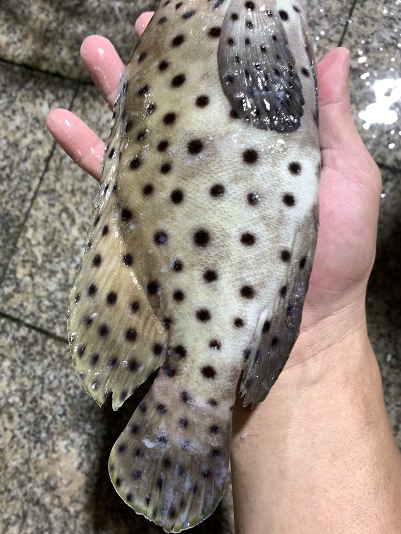 老鼠斑+各种规格+老鼠斑+各种规格+各种规格+老鼠斑++
