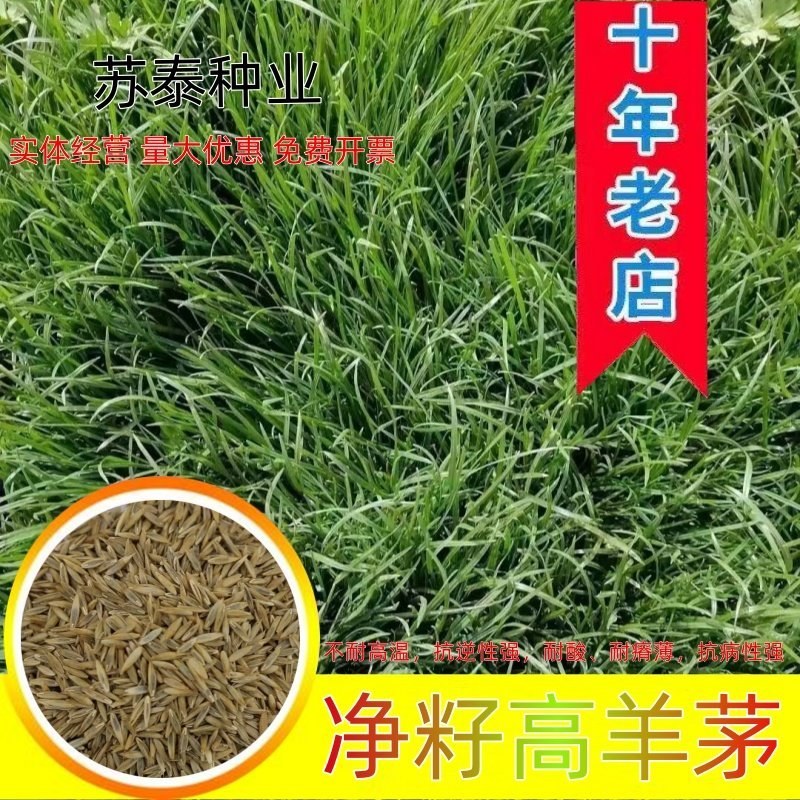 进口多年生高羊茅草籽耐践踏公园民宿绿化矮生草坪草籽