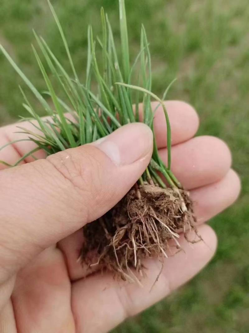 进口多年生高羊茅草籽耐践踏公园民宿绿化矮生草坪草籽