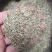 进口多年生高羊茅草籽耐践踏公园民宿绿化矮生草坪草籽