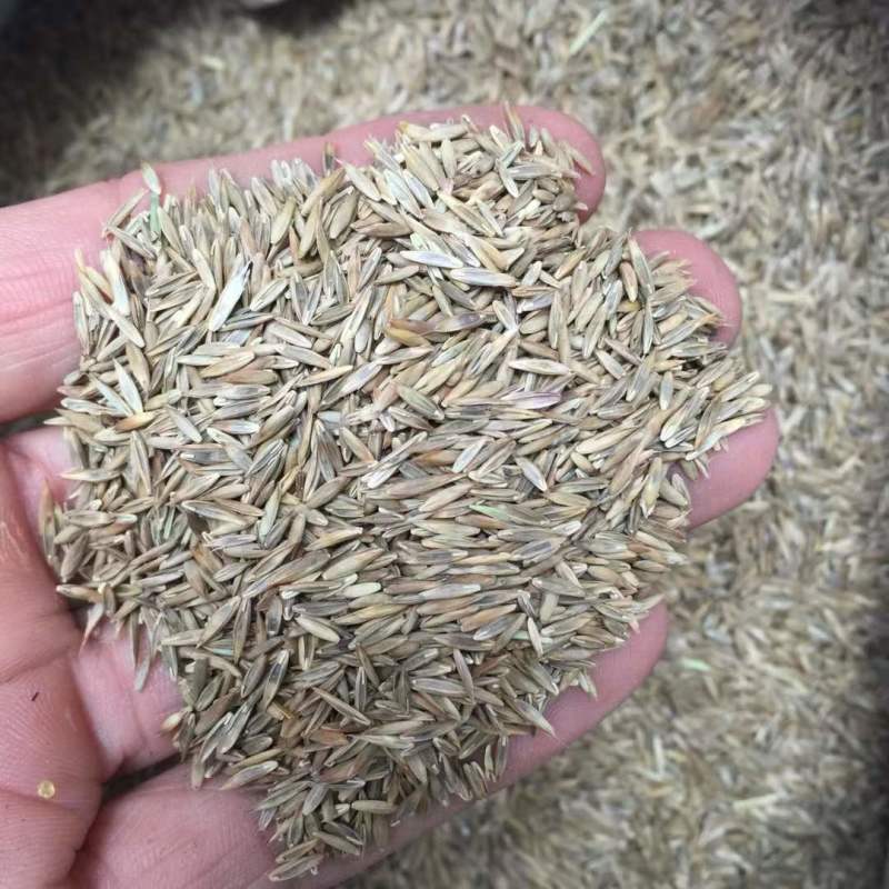 进口多年生高羊茅草籽耐践踏公园民宿绿化矮生草坪草籽