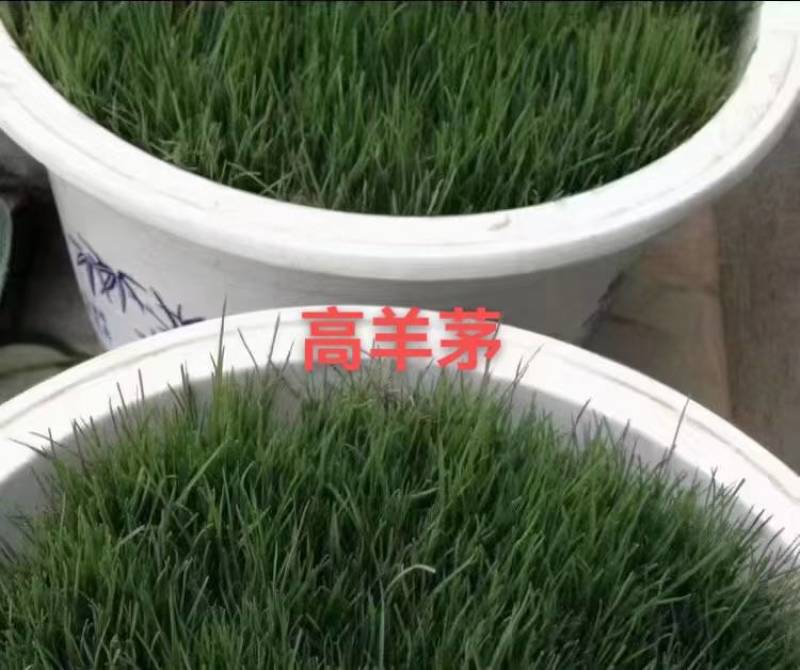 进口多年生高羊茅草籽耐践踏公园民宿绿化矮生草坪草籽