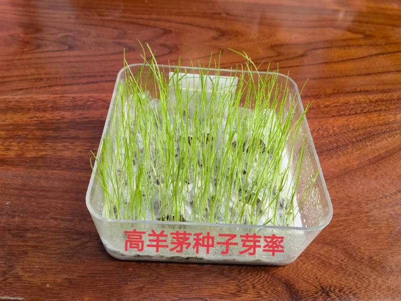 进口多年生高羊茅草籽耐践踏公园民宿绿化矮生草坪草籽
