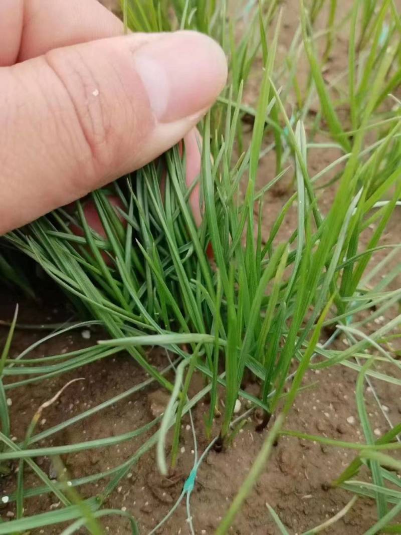 进口多年生高羊茅草籽耐践踏公园民宿绿化矮生草坪草籽