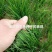 进口多年生高羊茅草籽耐践踏公园民宿绿化矮生草坪草籽