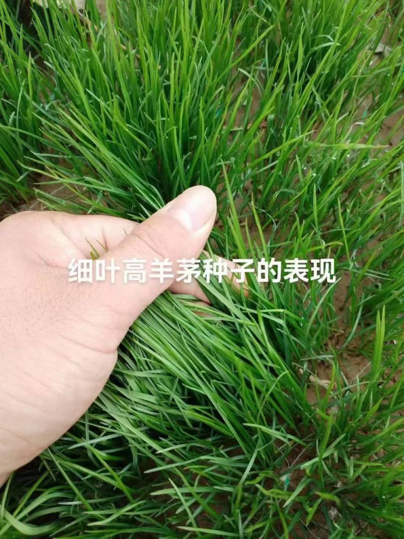 进口多年生高羊茅草籽耐践踏公园民宿绿化矮生草坪草籽