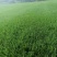 进口多年生高羊茅草籽耐践踏公园民宿绿化矮生草坪草籽