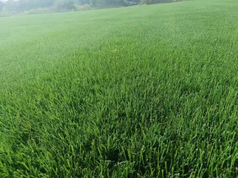 进口多年生高羊茅草籽耐践踏公园民宿绿化矮生草坪草籽