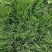 进口多年生高羊茅草籽耐践踏公园民宿绿化矮生草坪草籽