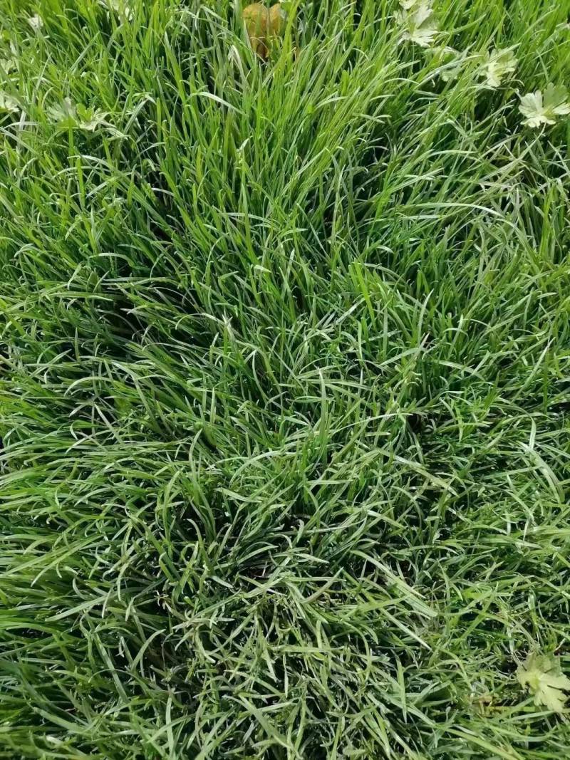 进口多年生高羊茅草籽耐践踏公园民宿绿化矮生草坪草籽