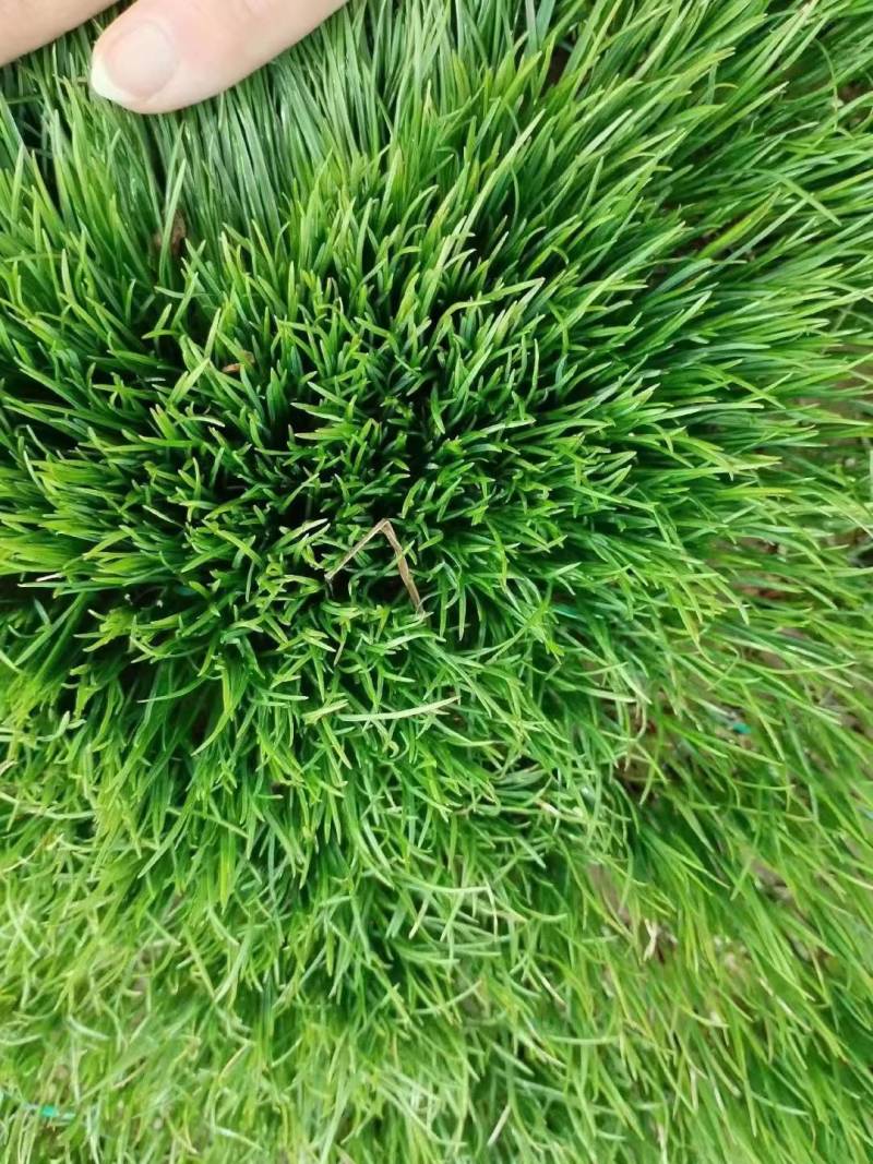 进口多年生高羊茅草籽耐践踏公园民宿绿化矮生草坪草籽