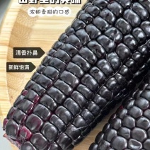《实力》真空包装甜糯黑玉米支持一件代发对接电商团购