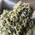 云南特有野生茶芽包
