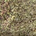 云南特有野生茶芽包