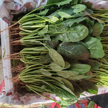 菠菜价格低走货量大