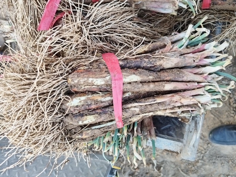 新芽红葱上市