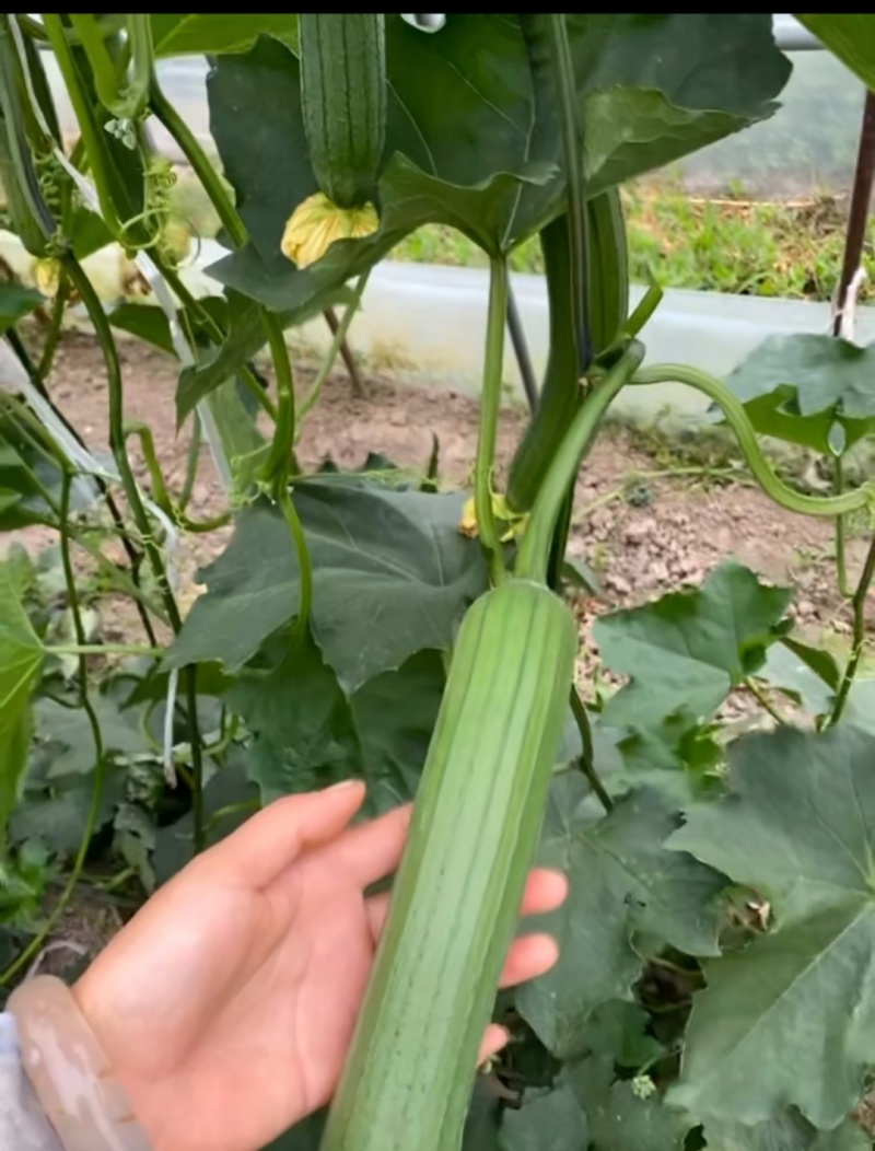 油皮丝瓜