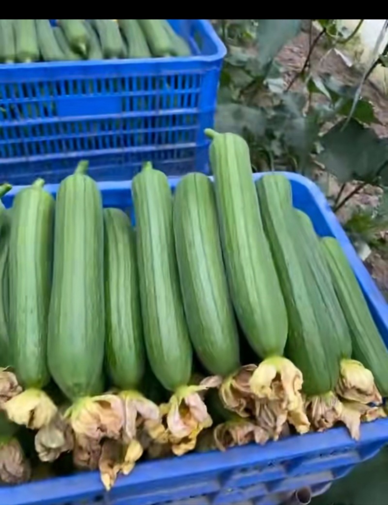 油皮丝瓜