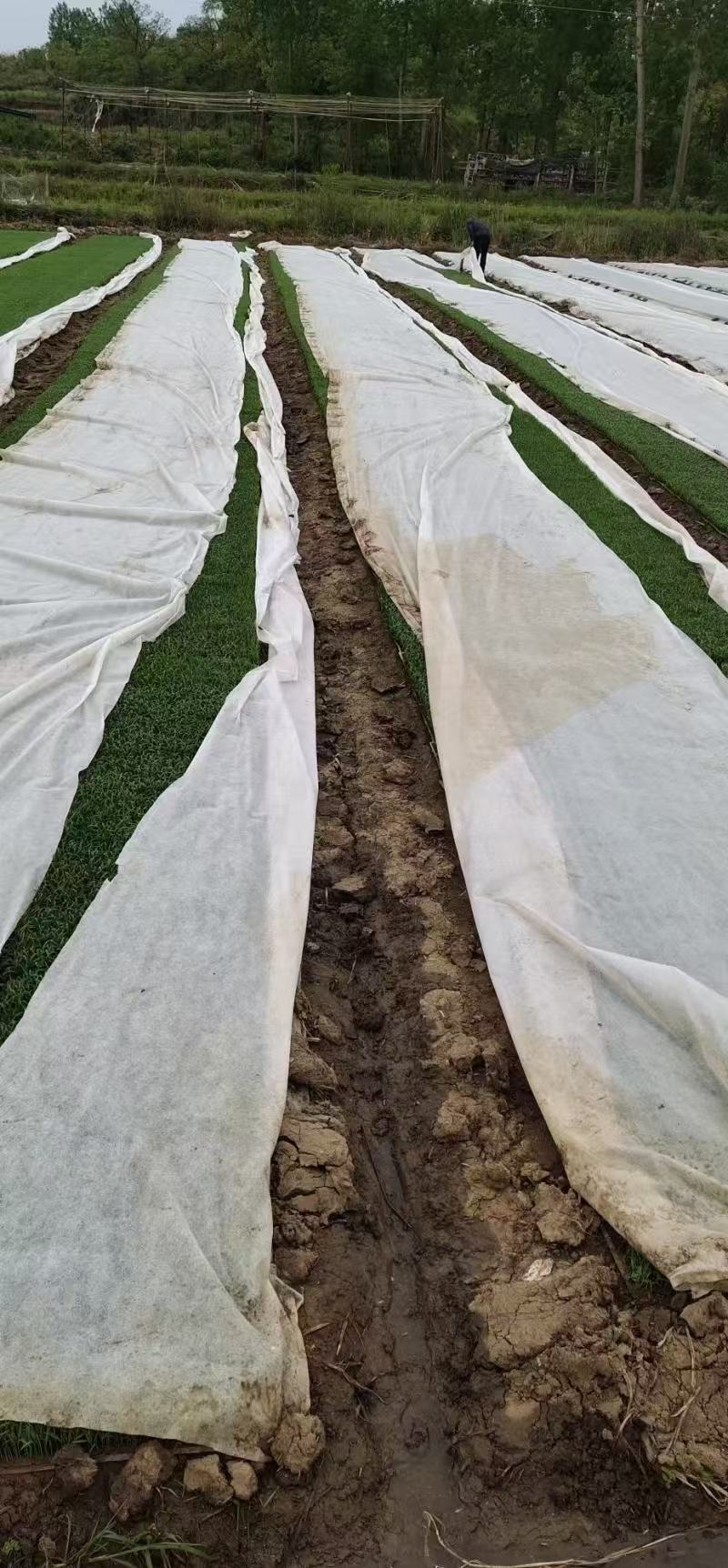 防寒布，水果，蔬菜都可以用，厂家直销，量大从优！！