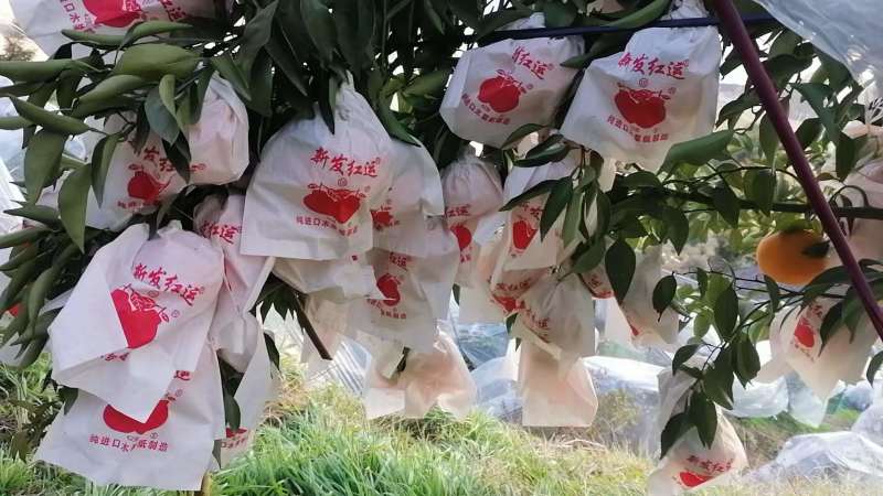 春见柑橘耙耙柑自家果园20万斤，无代办费按需供货