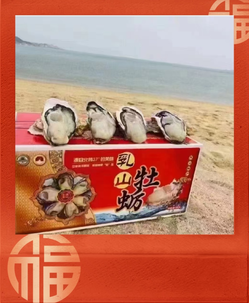 【精品】正宗乳山生蚝规格齐全常年供应肥度饱满产地直发