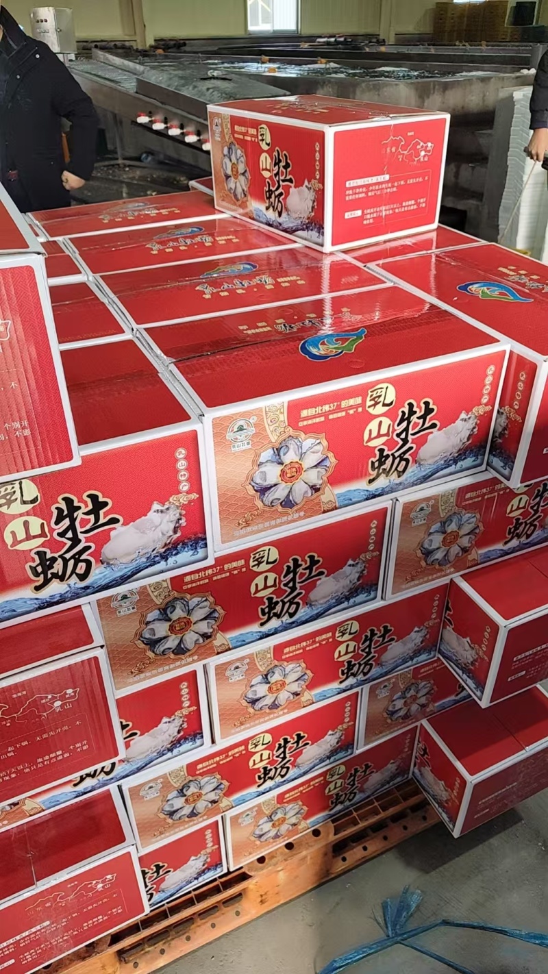 【精品】正宗乳山生蚝规格齐全常年供应肥度饱满产地直发