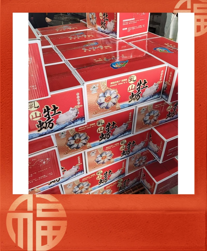 【精品】正宗乳山生蚝规格齐全常年供应肥度饱满产地直发