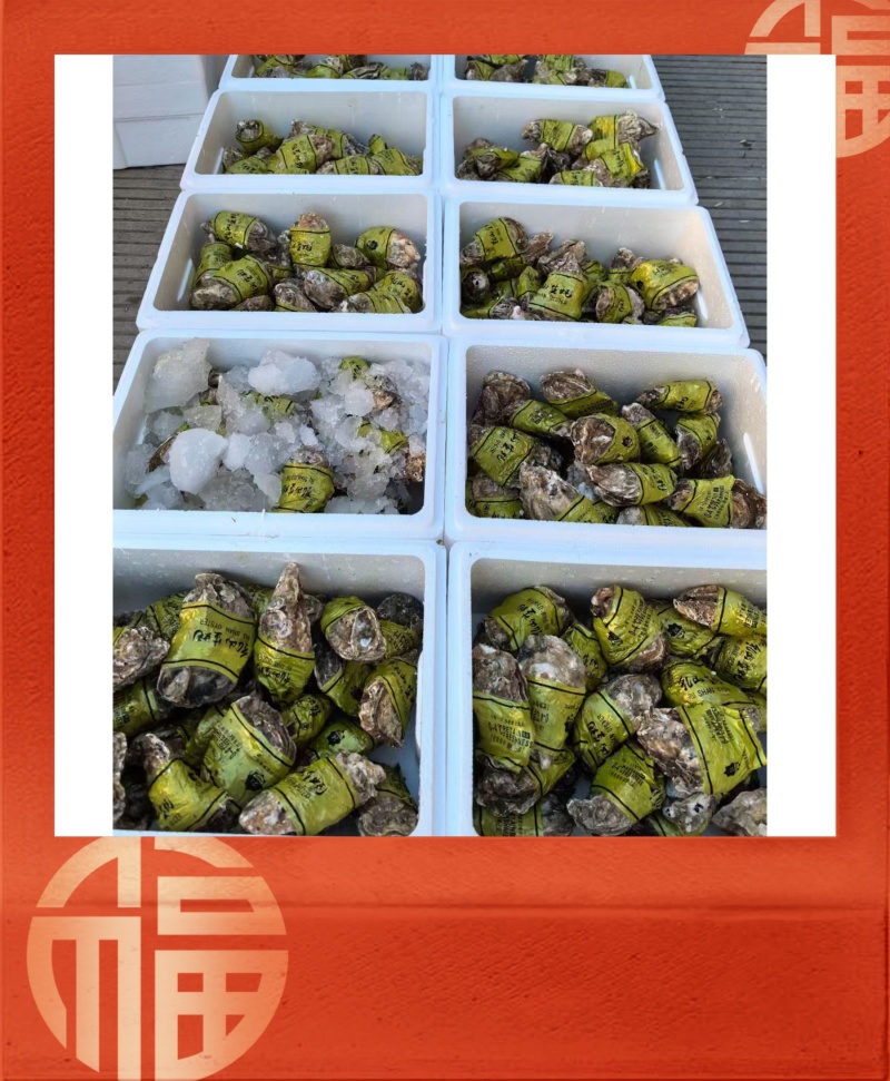 【精品】正宗乳山生蚝规格齐全常年供应肥度饱满产地直发