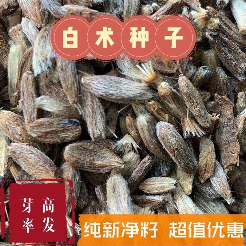 白术种子新采改良白术籽包发芽提供技术指导