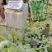 【牛商推荐】精品娃娃菜货源充足品质保证欢迎咨询
