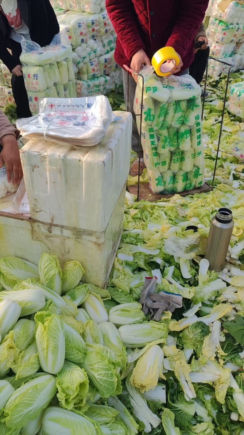 【牛商推荐】精品娃娃菜货源充足品质保证欢迎咨询