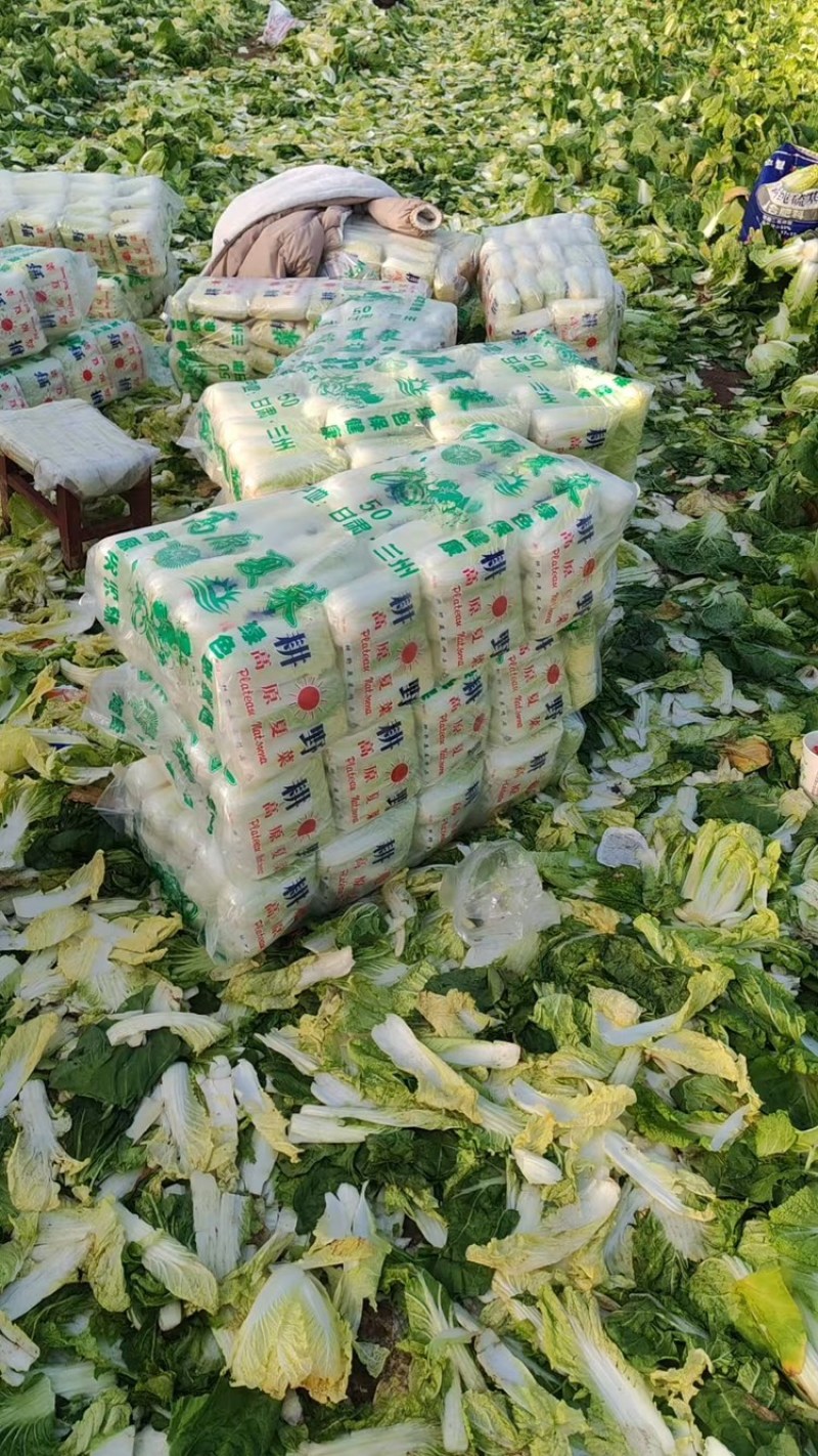 【牛商推荐】精品娃娃菜货源充足品质保证欢迎咨询