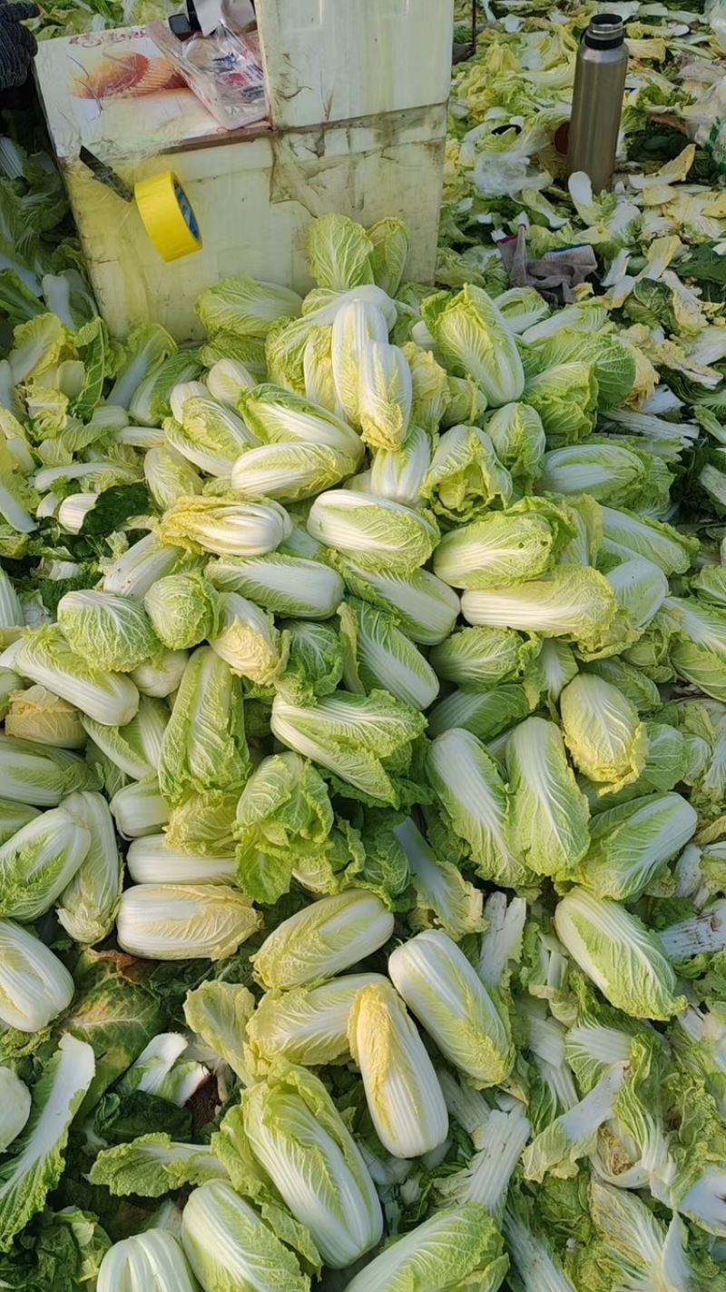 【牛商推荐】精品娃娃菜货源充足品质保证欢迎咨询