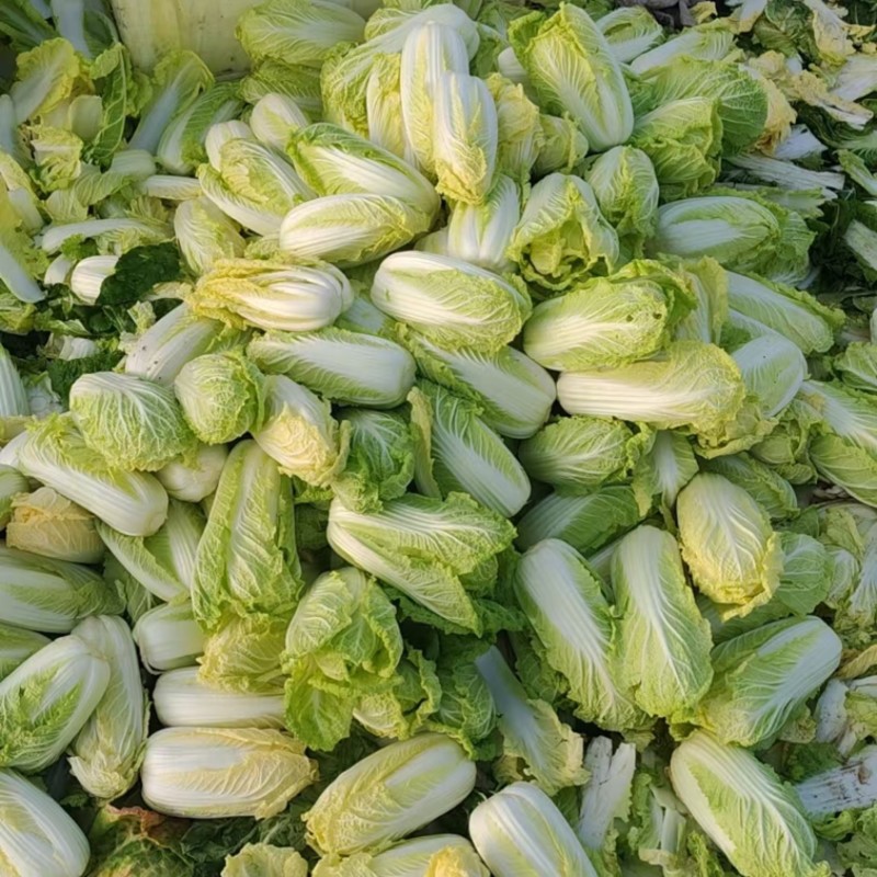 【牛商推荐】精品娃娃菜货源充足品质保证欢迎咨询