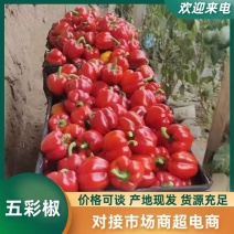 彩椒，圆椒，红黄五彩椒太空椒，长期供应，欢迎咨询合作