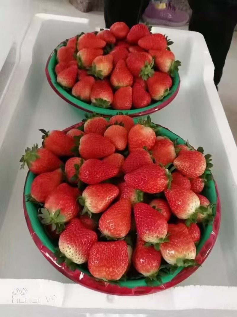 正宗奶油草莓，中货，大果大量有货需要的联系