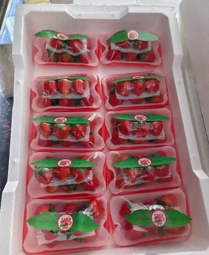 正宗奶油草莓，中货，大果大量有货需要的联系