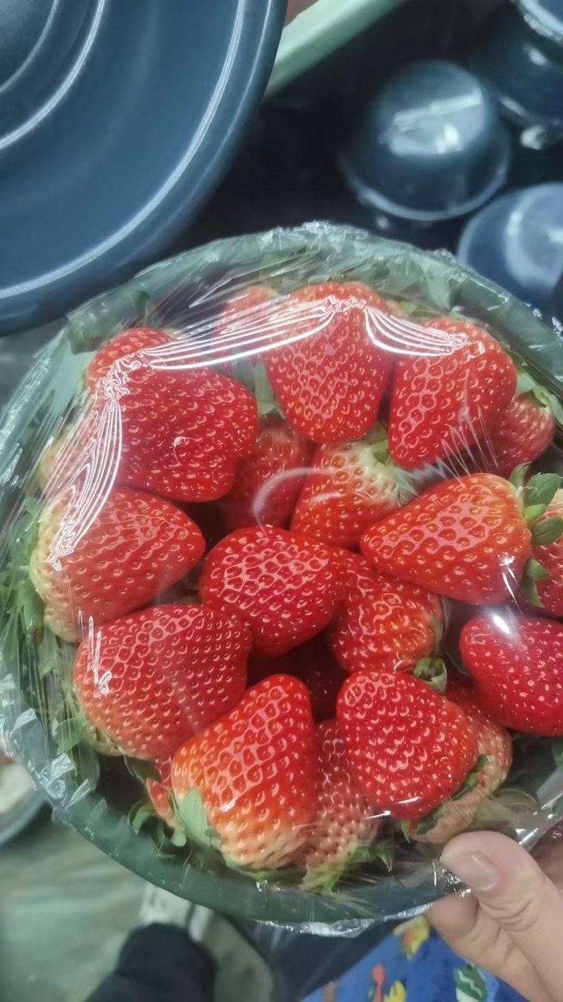 正宗奶油草莓，中货，大果大量有货需要的联系