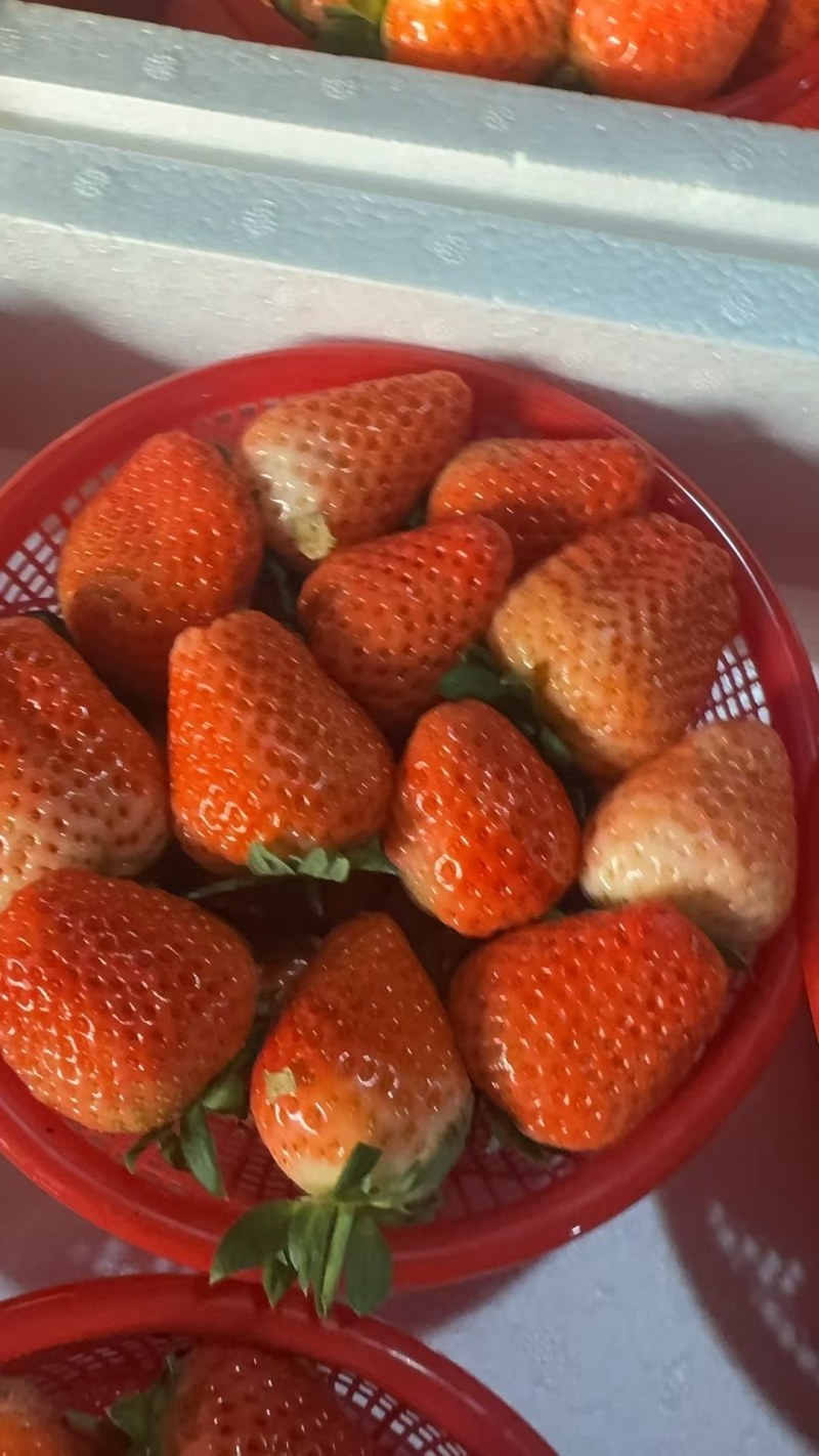 正宗奶油草莓，中货，大果大量有货需要的联系