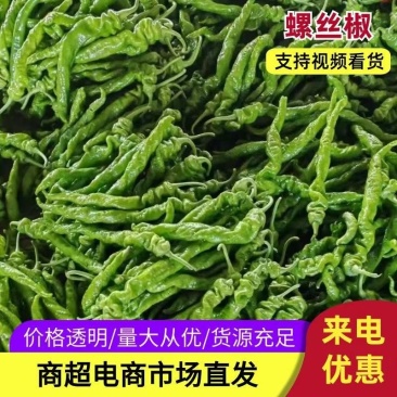 螺丝椒薄皮黄皮青皮，现摘现发，对接各渠道客户