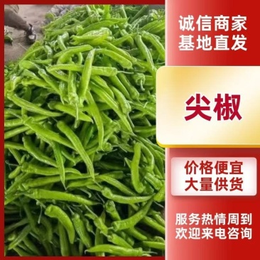 山东黄皮尖椒辣椒新鲜辣椒，承接超市市场工厂外贸各种订单