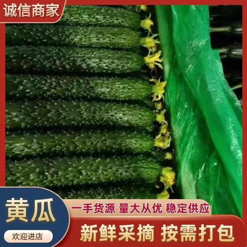 黄瓜青瓜新鲜现摘现发春夏秋季刺黄瓜青瓜主产区