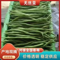 无丝豆豆王无筋豆架豆优质货源产区可供商超批发市场对接平台