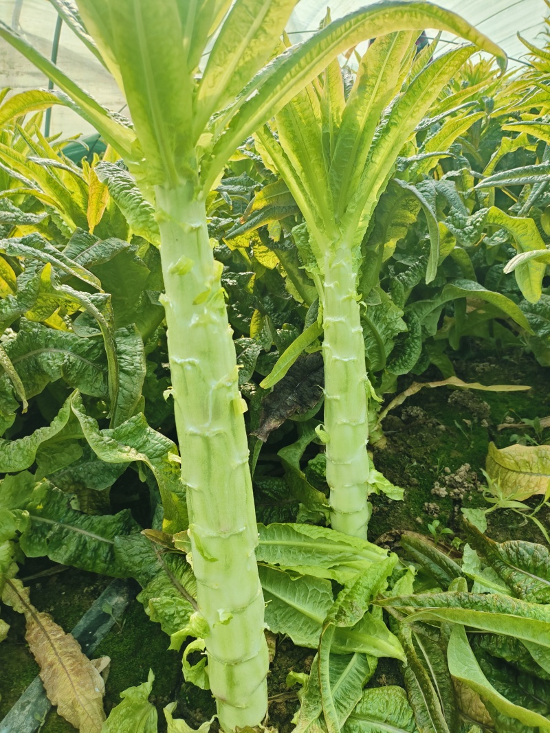 红尖叶香莴笋莴苣，全年大量供应，安徽产地，全国发货！