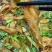 无骨鸭掌开袋即食口感鲜香微微辣大量现货，长期供应