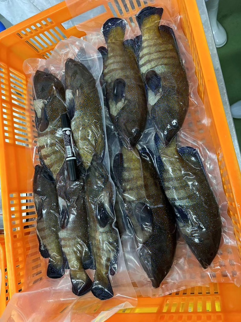 西沙蓝点星斑.芝麻斑.燕尾斑.黑瓜子斑.泰星斑.玫瑰斑。